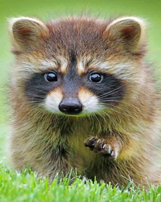 Adorable Baby Raccoon Animals Painting By Numberss.png