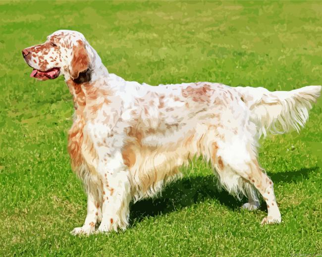 Adorable English Setter Painting By Numberss.png