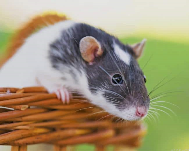 Adorable Hamster Painting By Numbers.png