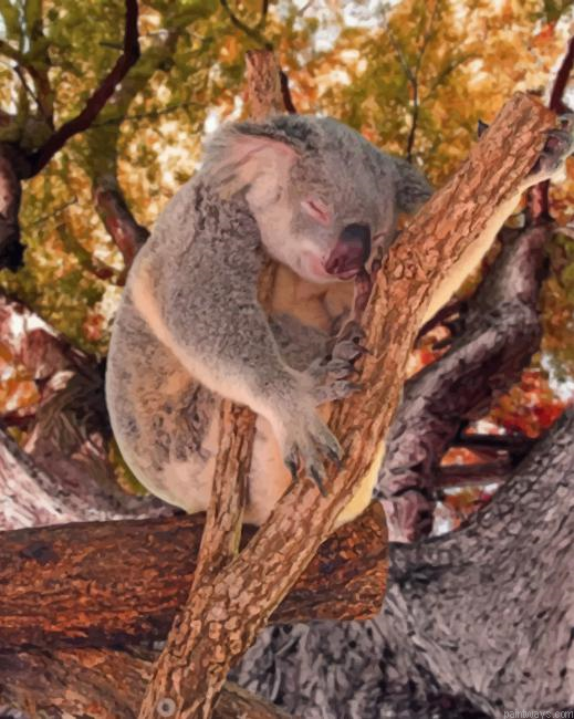 Adorable Koala New Painting By Numberss.png