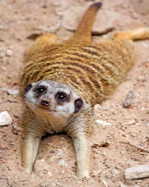 Adorable Meerkat Painting By Numberss.png