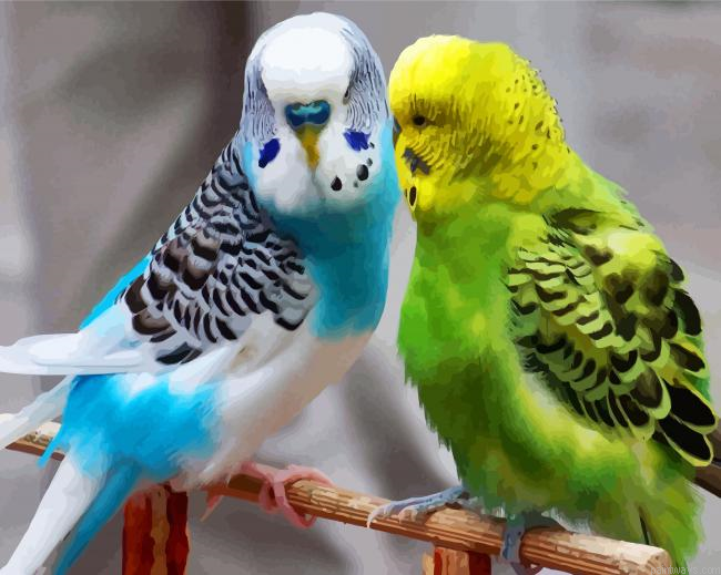 Adorable Parakeets Birds Painting By Numberss.png