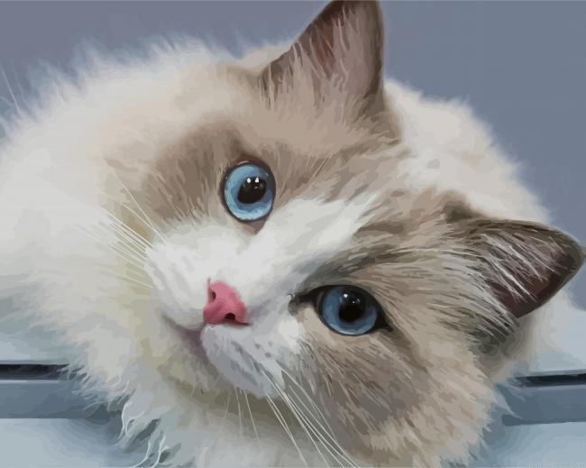 Adorable Ragdoll Cat Painting By Numberss.png