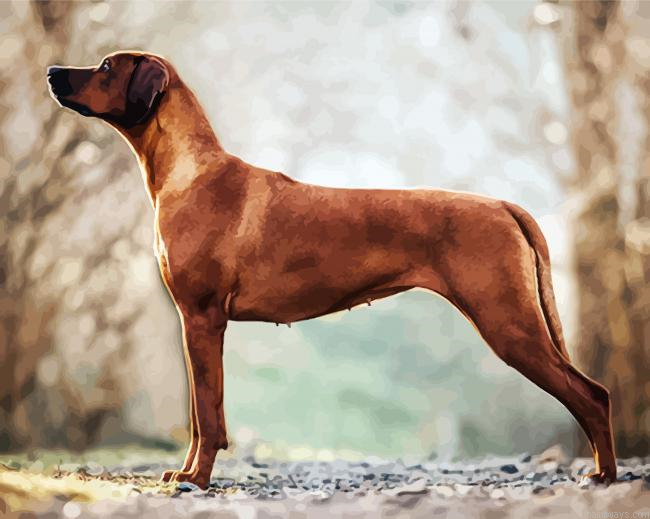 Adorable Rhodesian Ridgeback Painting By Numberss.png