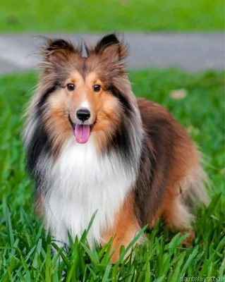 Adorable Sheltie Painting By Numbers.png