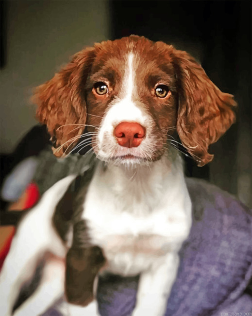 Adorable Springer Spaniel Painting By Numberss.png