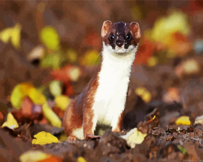 Adorable Stoat Painting By Numberss.png