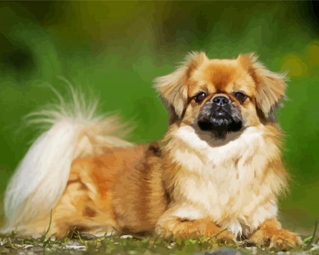 Adorable Tibetan Spaniel Painting By Numberss.png