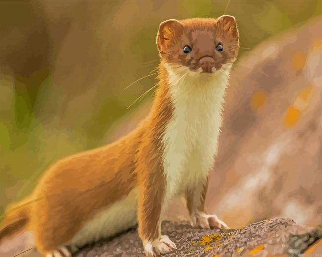 Adorable Weasel Painting By Numberss.png