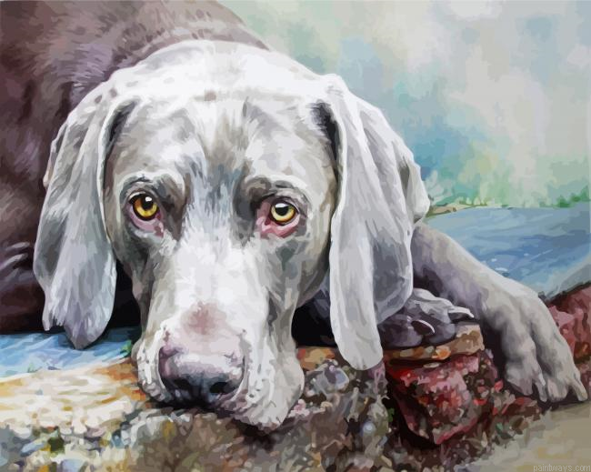 Adorable Weimaraner Painting By Numberss.png