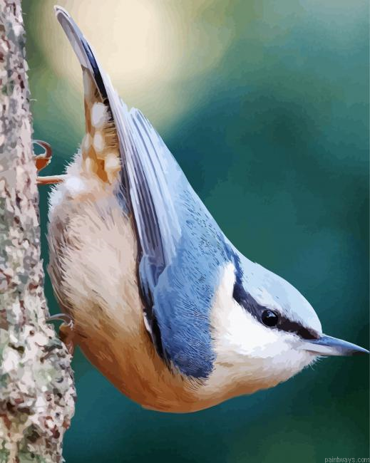 Adorable White Breasted Nuthatch Painting By Numberss.png