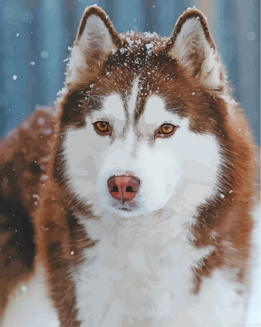 Aesthetic Brown Husky Snow Painting By Numbers.png