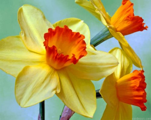 Aesthetic Daffodils Painting By Numbers.png