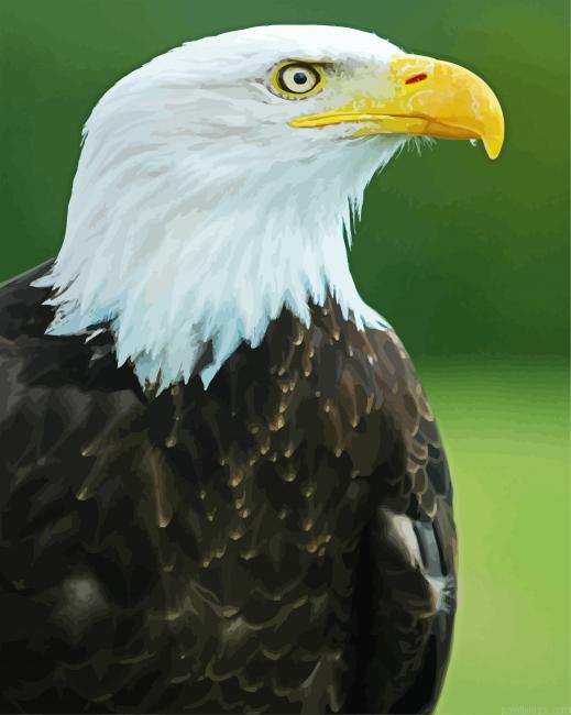 Aesthetic Eagle Bird Aquila Painting By Numberss.png