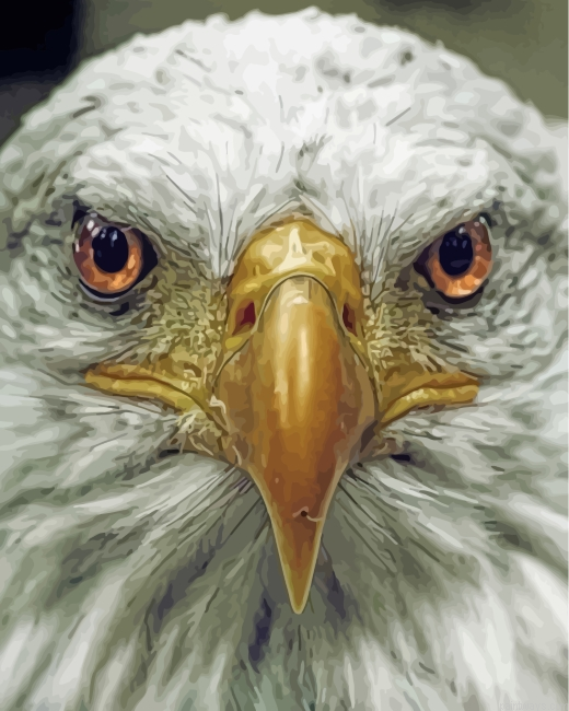 Aesthetic Eagle Eyes Painting By Numbers.png
