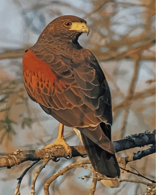 Aesthetic Hawk Eagle Painting By Numberss.png