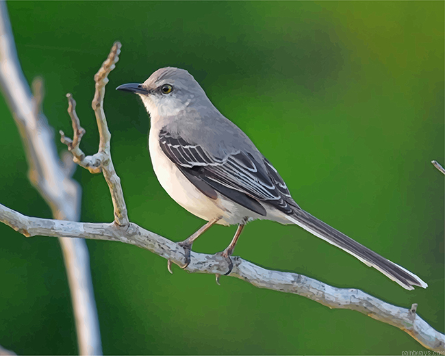 Aesthetic Mockingbird Painting By Numbers.png