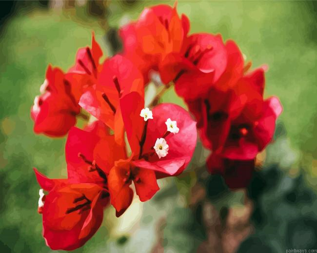 Aesthetics Bougainvilleas Flowers Painting By Numberss.png