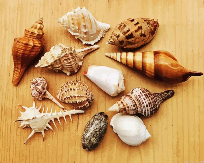 Aesthetics Seashells Painting By Numberss.png