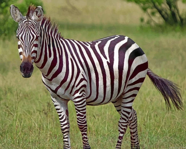 African Zebra Animals Painting By Numberss.png