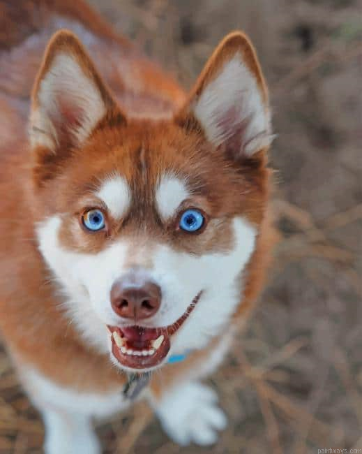 Alaskan Klee Kai New Painting By Numberss.png