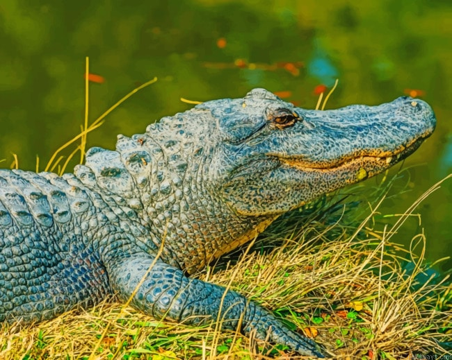 Alligator Animal Painting By Numbers.png