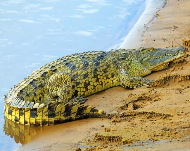 Alligator Painting By Numbers.png