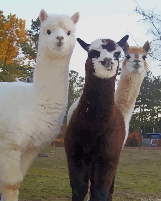 Alpaca And Llama New Painting By Numberss.png