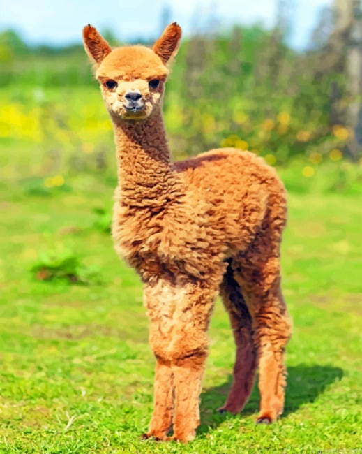 Alpaca Baby Animals Painting By Numberss.png