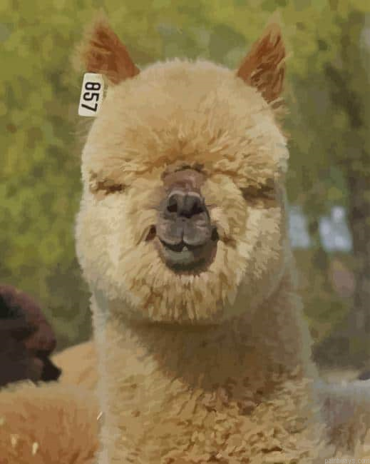 Alpaca Portrait New Painting By Numberss.png