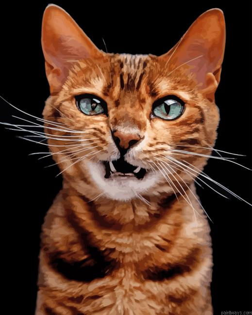 Angry Cat New Painting By Numberss.png