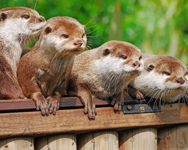 Angry Otters Painting By Numbers.png