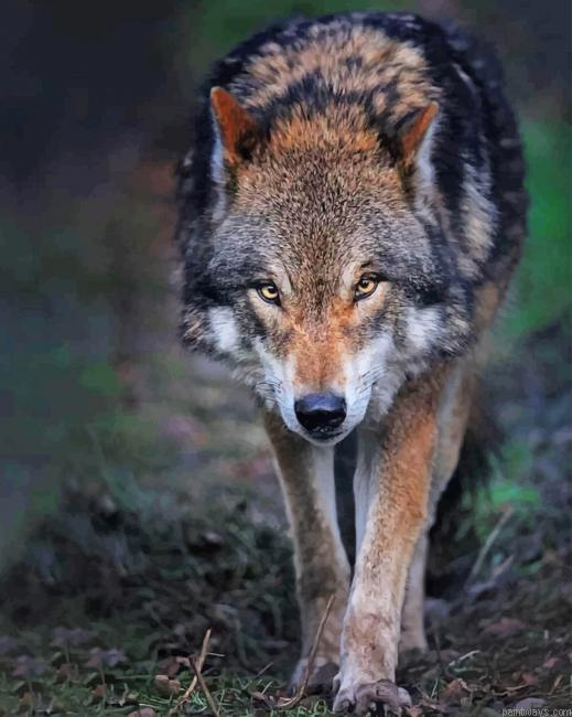 Angry Wolf New Painting By Numberss.png