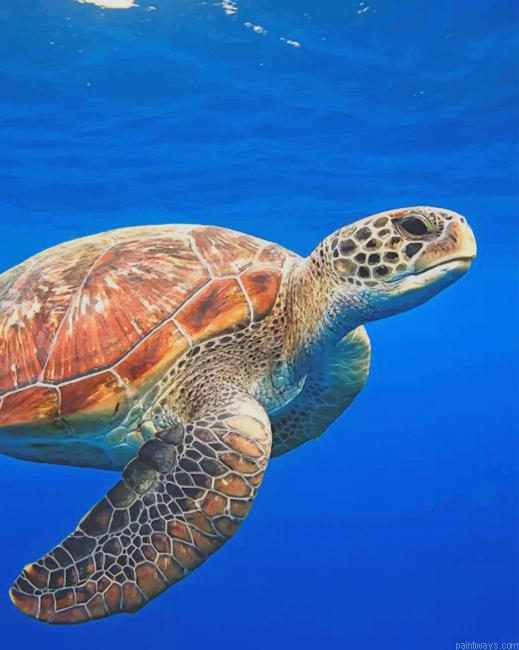 Animal Turtle New Painting By Numberss.png