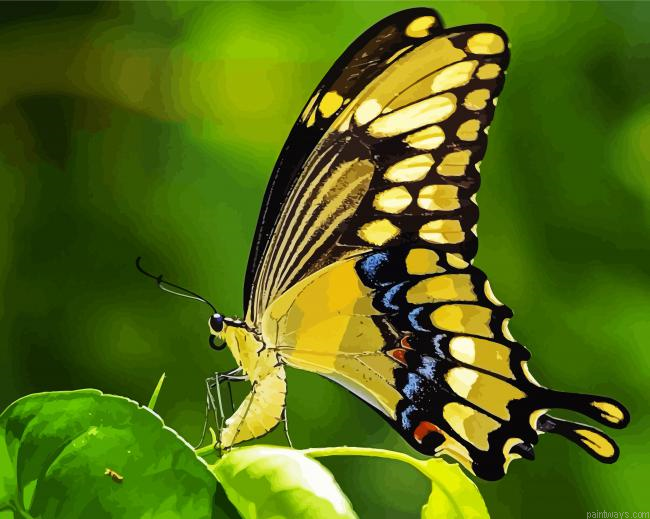Anise Swallowtail Butterfly Painting By Numberss.png