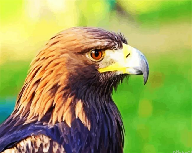 Aquila Head Painting By Numberss.png