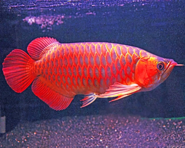 Asian Arowana Fish Painting By Numberss.png