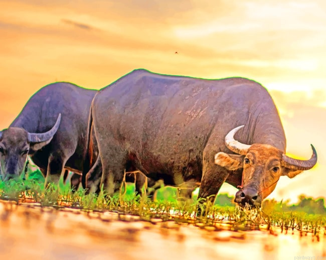 Asian Buffalo Animals Painting By Numberss.png