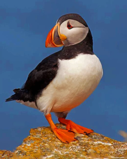 Atlantic Puffin Bird Painting By Numbers.png