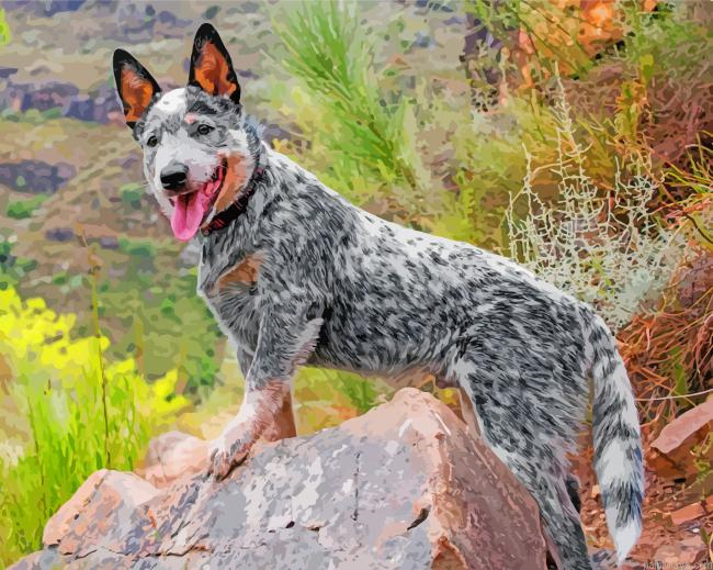 Australian Cattle Dog Painting By Numbers.png