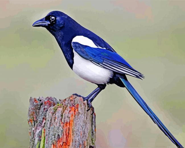 Australian Magpie Painting By Numbers.png