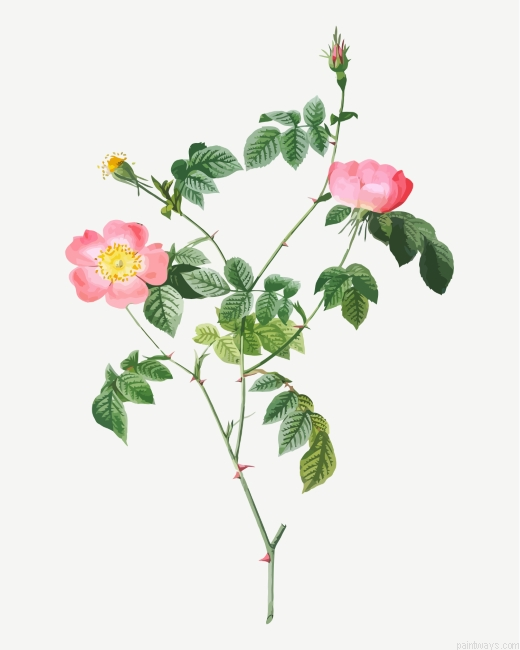 Austrian Briar Flowers Painting By Numbers.png