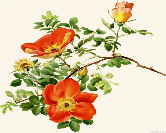 Austrian Briar Painting By Numbers.png