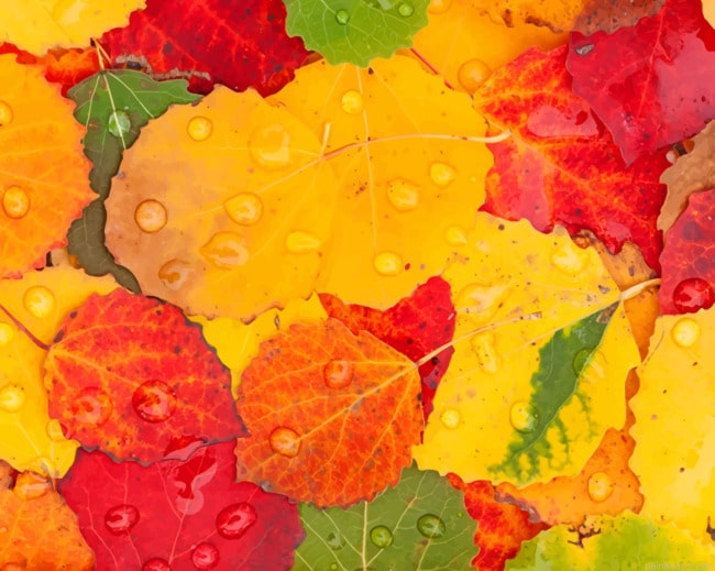 Autumn Colorful Foliage New Painting By Numberss.png
