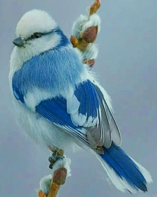 Azure Tit Bird New Painting By Numberss.png