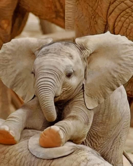 Baby Elephant Having Fun New Painting By Numberss.png