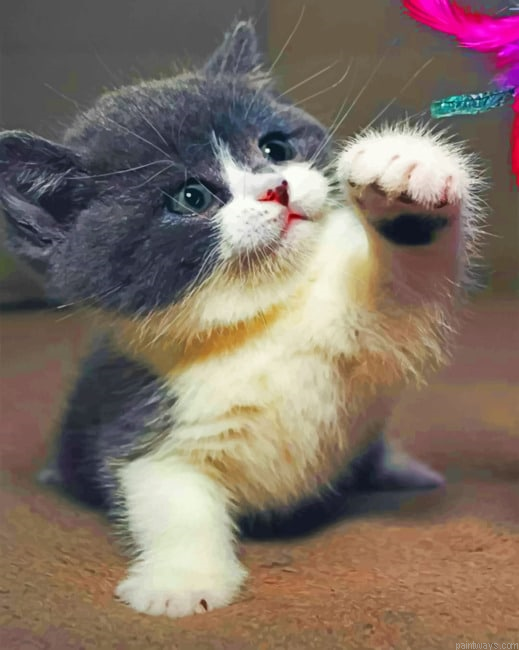 Baby Kitty Animals Painting By Numberss.png