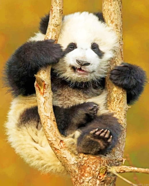Baby Panda On Tree Animals Painting By Numberss.png