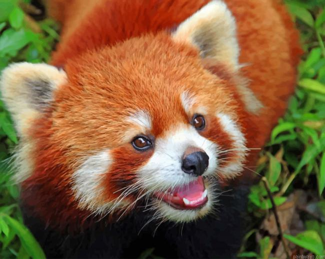 Baby Red Panda New Painting By Numberss.png