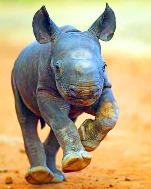 Baby Rhinoceros Painting By Numberss.png